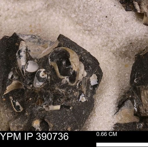 undet. Gastropoda