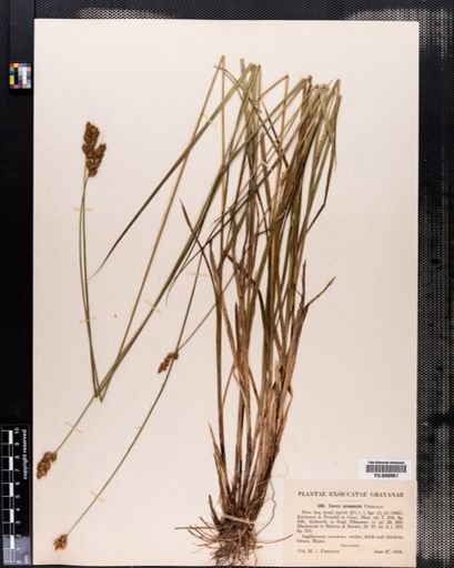 Carex oronensis