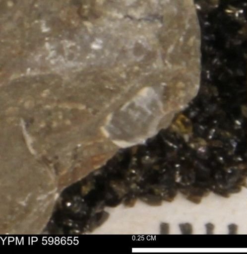 undet. Mollusca