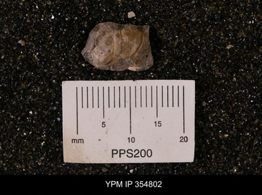 undet. Brachyura