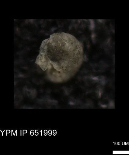 undet. Foraminiferida