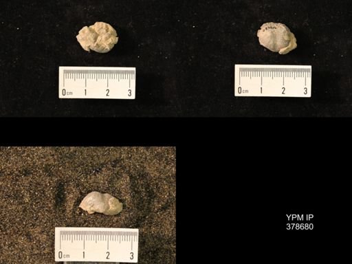 Marginifera wabashensis