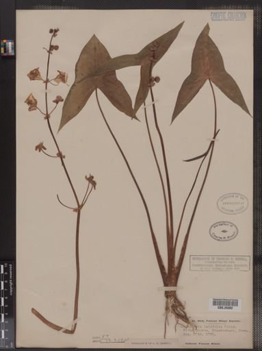 Sagittaria latifolia