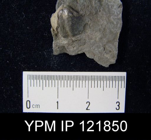 Spirifer sp.