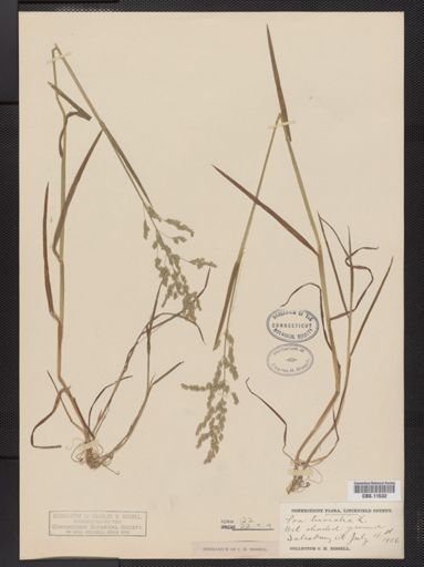 Poa trivialis