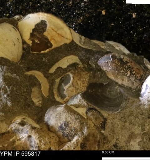 Protocardia sp.