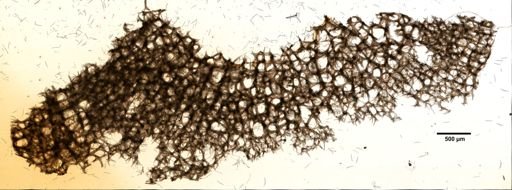 Schmidtia aulopora