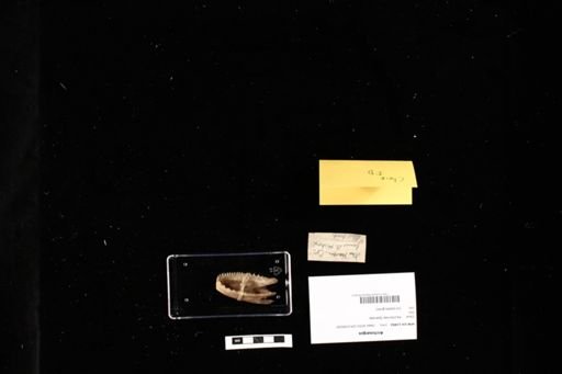 Archosargus