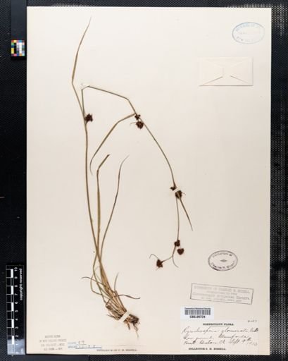 Rhynchospora glomerata