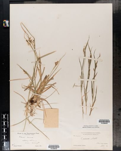 Carex aurea
