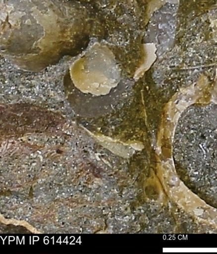 Mollusca