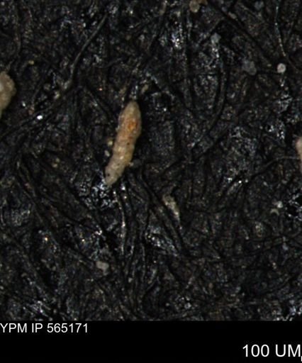 Verneuilinoides kansasensis