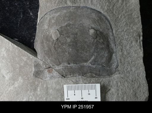 Eurypterus sp.