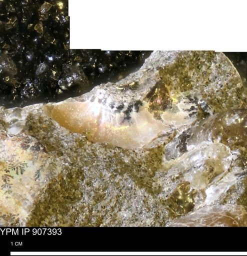 undet. Scaphitidae