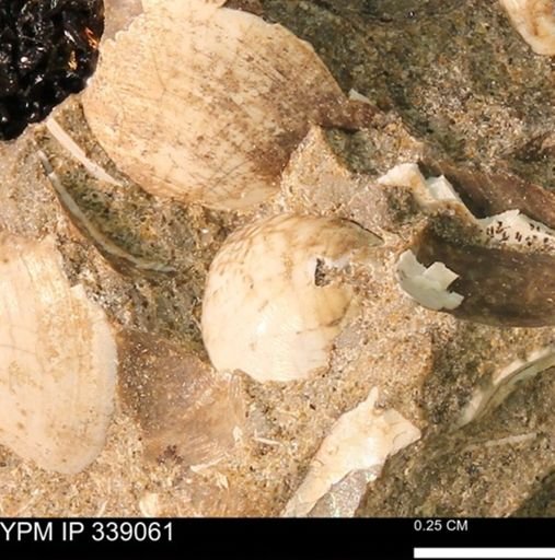 undet. Bivalvia