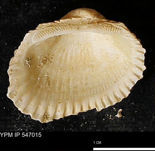 Scapharca transversa