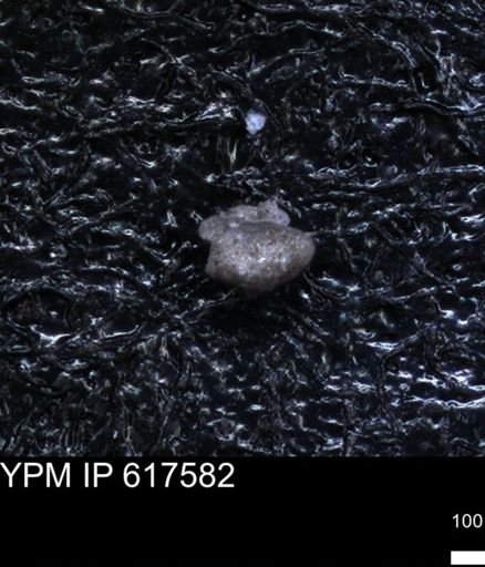 undet. Foraminiferida