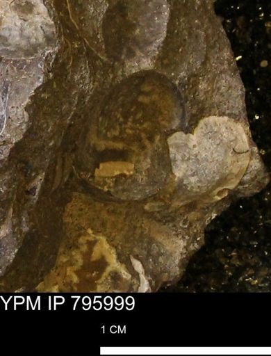undet. Bivalvia