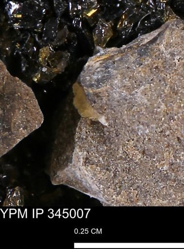 Limopsis striatopunctatus