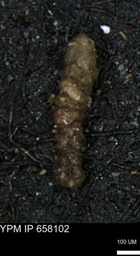 Ammobaculoides whitneyi