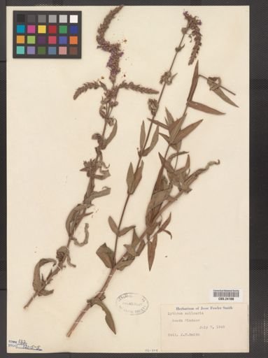 Lythrum salicaria