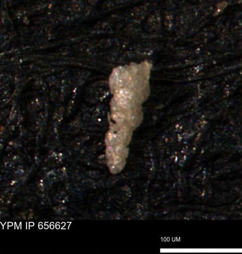 Verneuilina canadensis