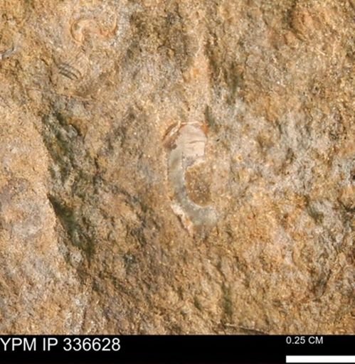 undet. Mollusca