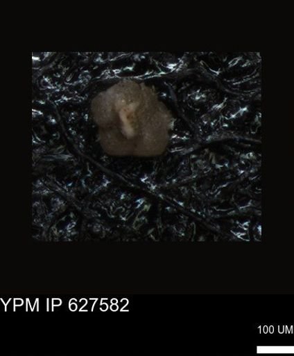 undet. Foraminiferida