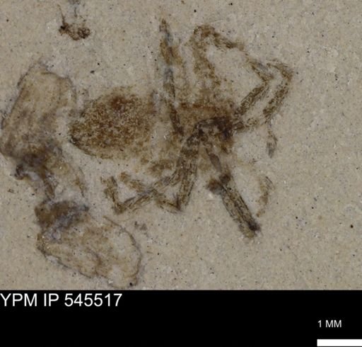 undet. Arachnida