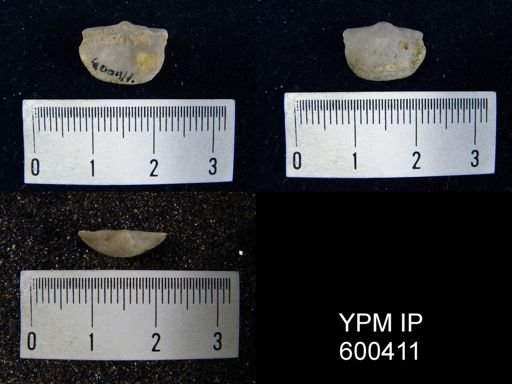 Chonetes granulifer