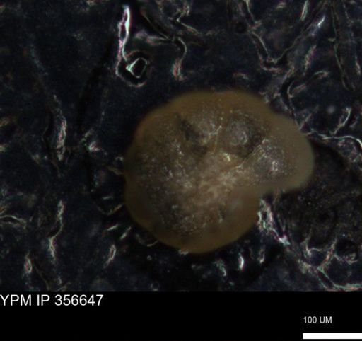 undet. Foraminiferida