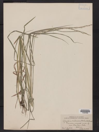 Glyceria melicaria