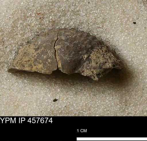 Helaspis sp.