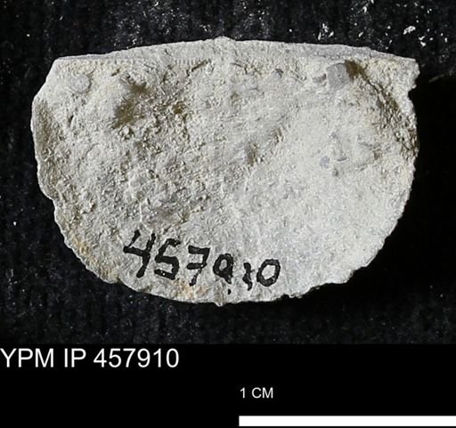 Strophodonta sp.