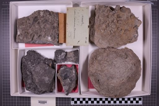 mixed taxa, stratigraphic collection