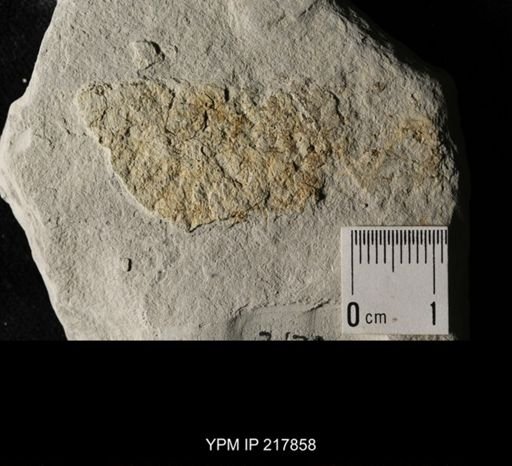 Chancelloria