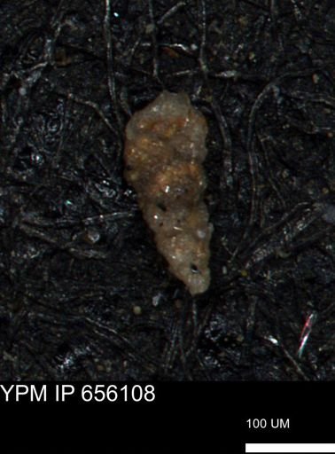 Verneuilinoides hectori