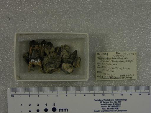 Phenacodus intermedius