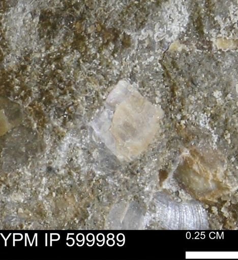 undet. Bivalvia