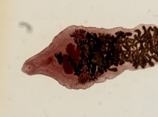 Dicrocoelium dendriticum