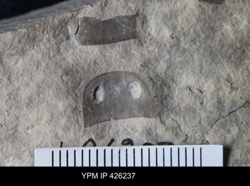 Eurypterus sp.