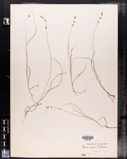 Carex rosea