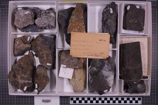 mixed taxa, stratigraphic collection