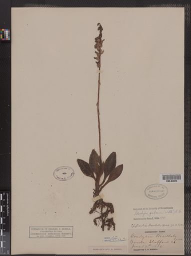 Goodyera pubescens