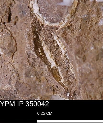 undet. Bivalvia