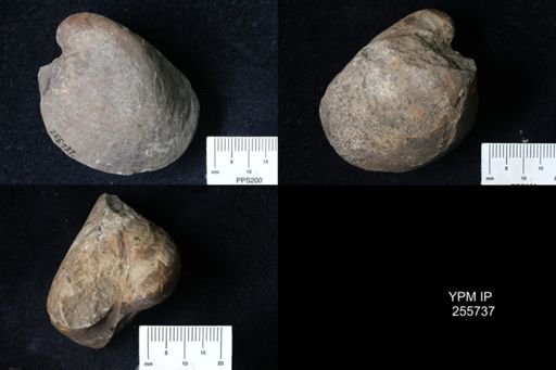 Bivalvia