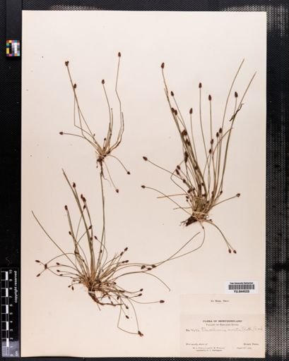 Eleocharis ovata