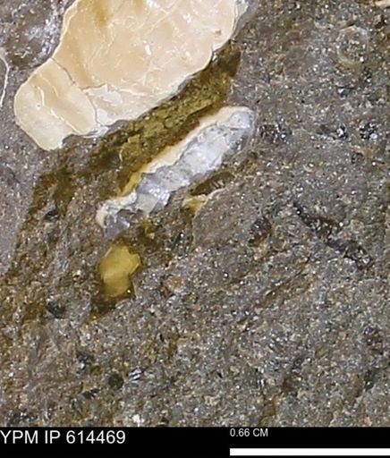 Ammonoidea