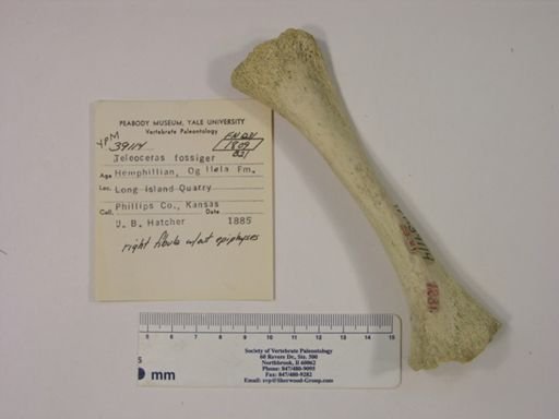 Teleoceras fossiger