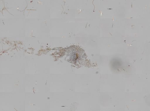 Ircinia strobilina